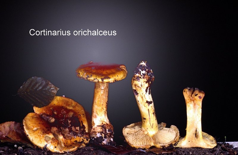 Cortinarius orichalceus-amf612.jpg - Cortinarius orichalceus ; Syn: Phlegmacium orichalceum ; Nom français: Cortinaire cuivré